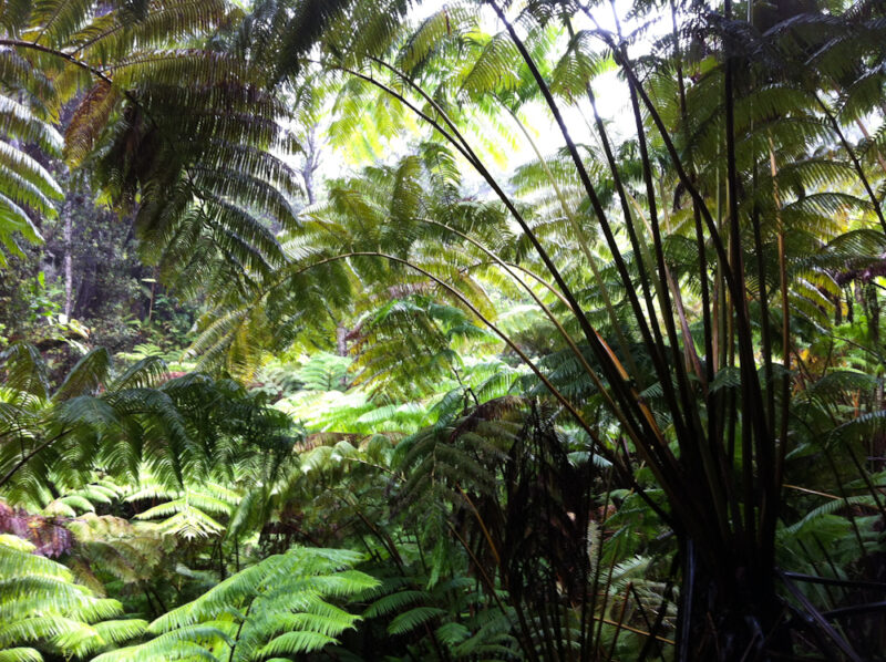 Ferns at Volcano National Park