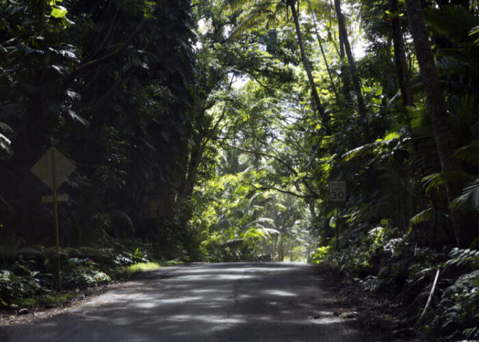 Red road tree tunnel.  There are many such tunnels on this tour.