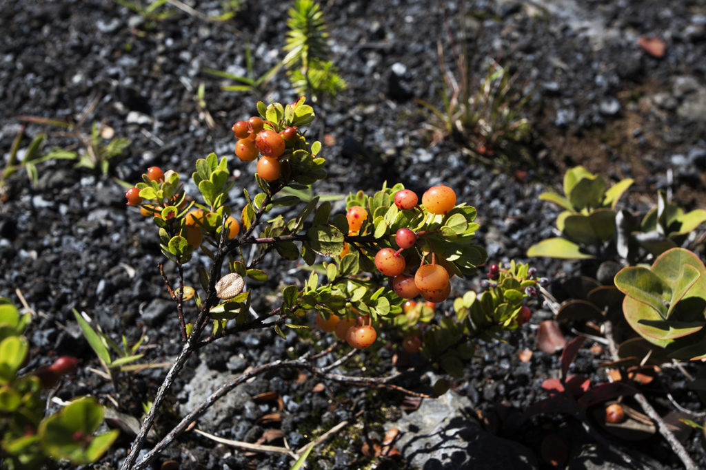 Poha berries