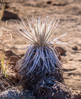 Silver grass on Mauna Kea