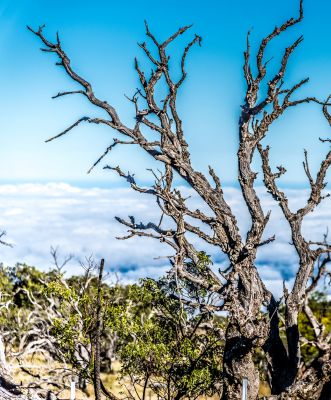 Vegetation at Mauna Kea visitor station