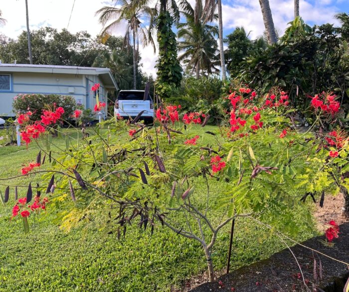 Arnott's Lodge tropical garden