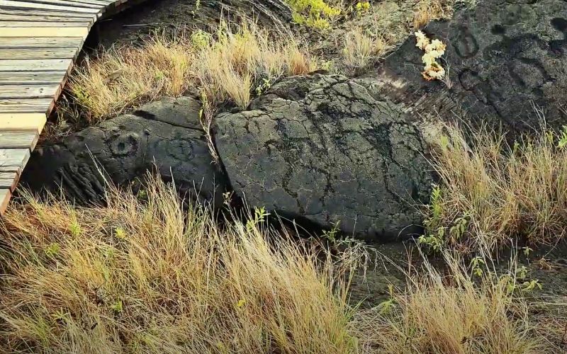 Pu’u Loa Petroglyphs