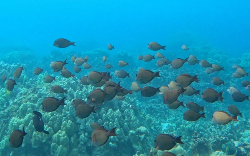 Fish swimming at Captain Cook Monument