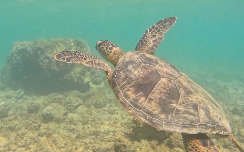 Turtle swimming at Captain Cook Monument