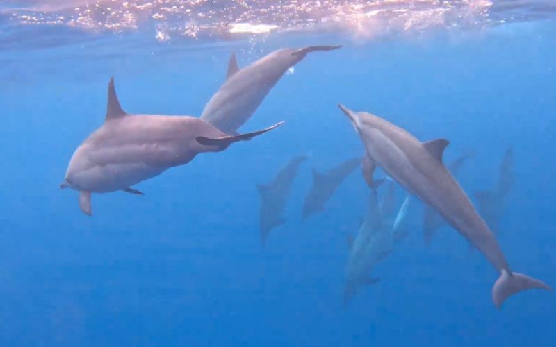 Dolphins swimming