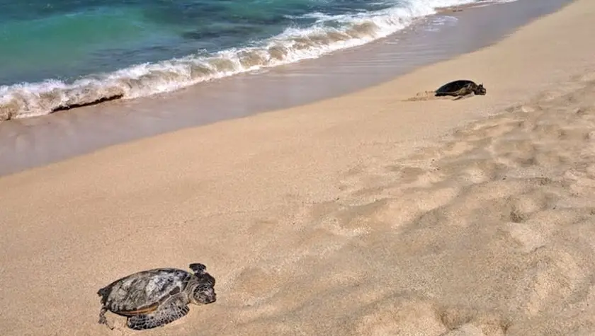 green turtles on Kukio Beach