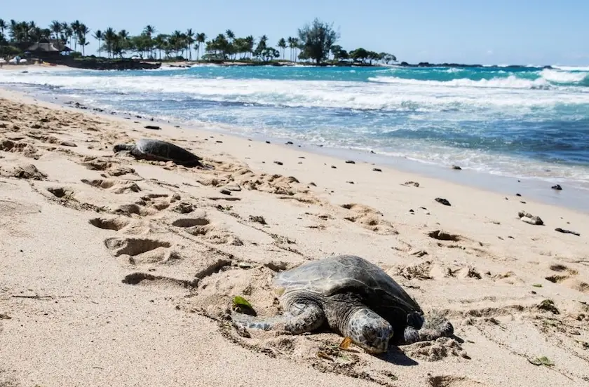 green turtles on Kukio Beach