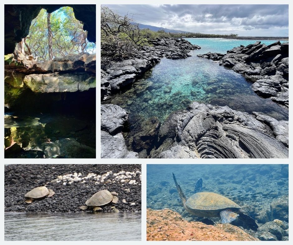 Kiholo Bay Turtles