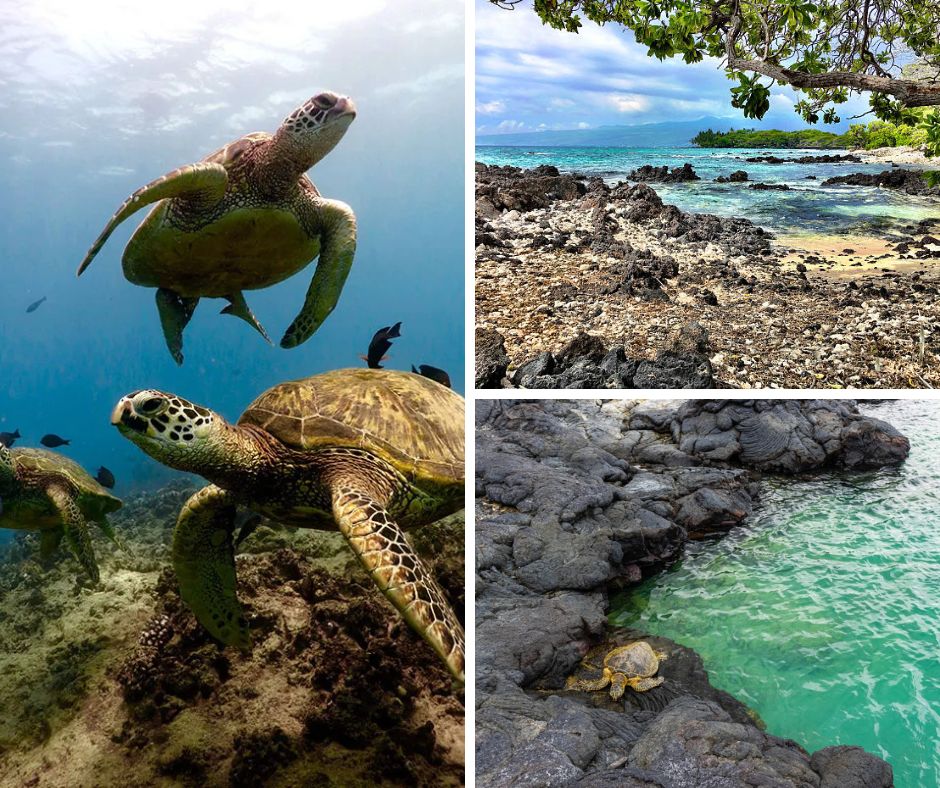 Kiholo Bay Turtles